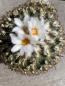 Preview: Gymnocactus ysabelae